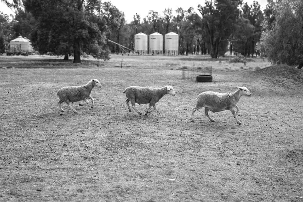 AuthentiQ Dorper Lambs