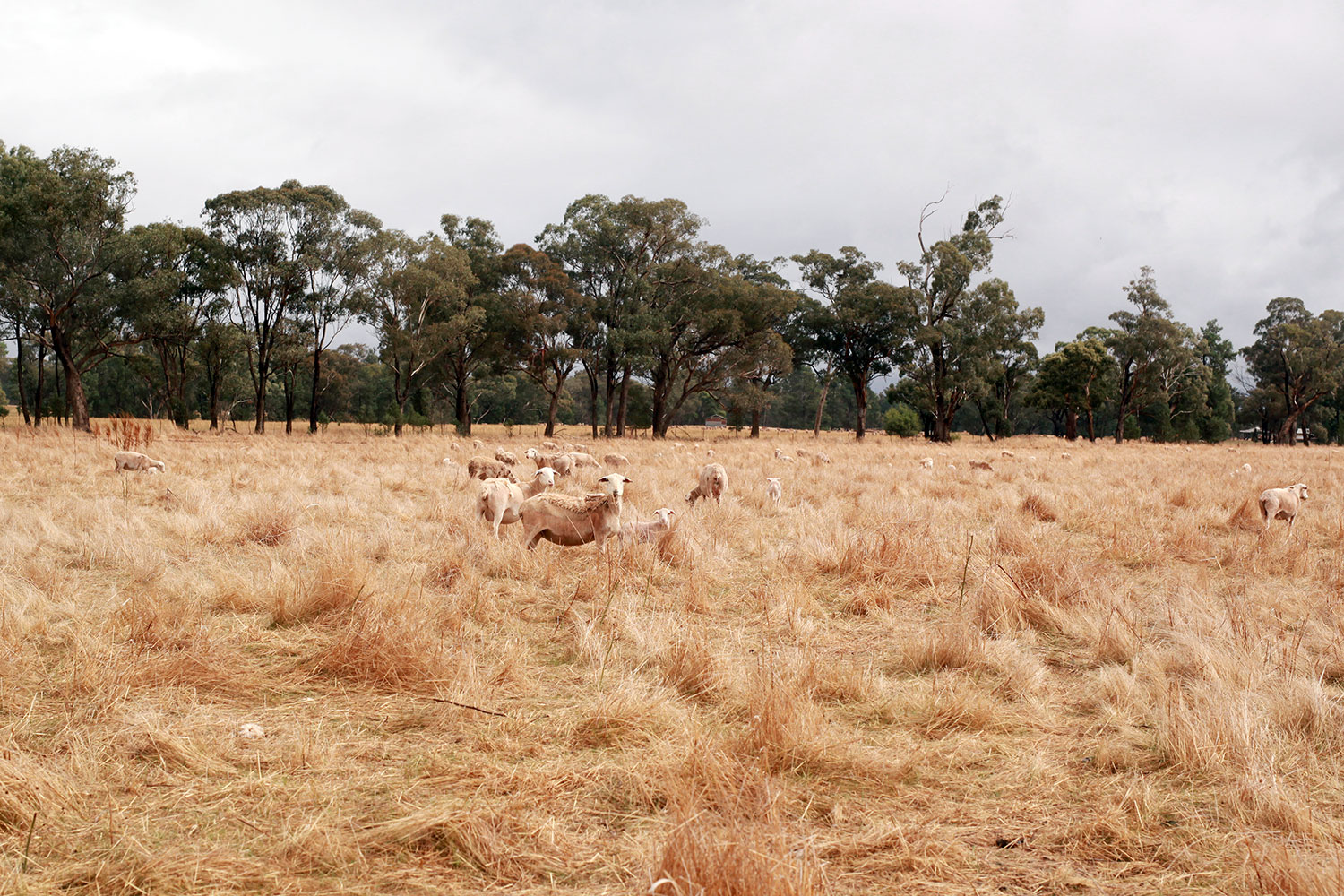 AuthentiQ Dorper Lambs