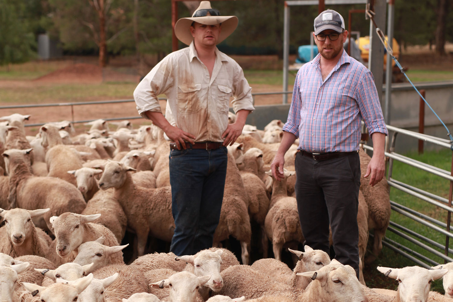 AuthentiQ Dorper Lambs