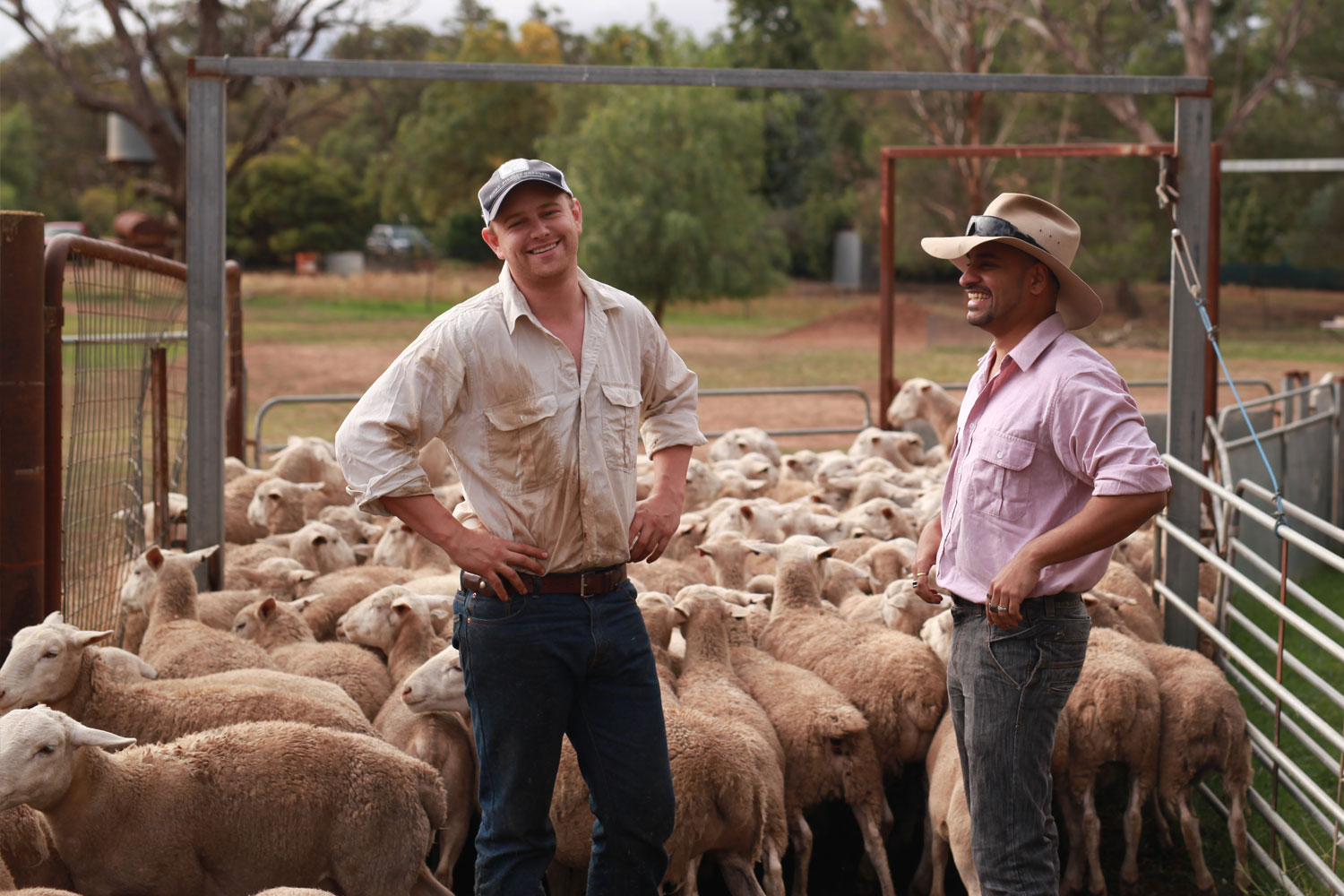 AuthentiQ Dorper Lambs